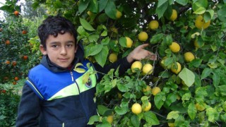 Mersinde limon hasadı sürüyor