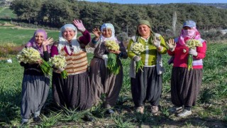 Mersinde Nergis Festivali düzenlenecek