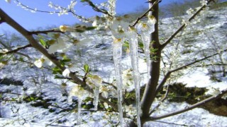 Meteorolojiden ‘Zirai don uyarısı