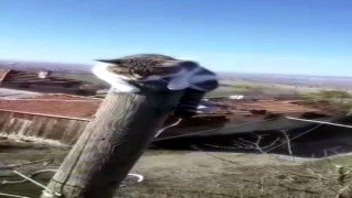 Metrelerce yükseklikteki direkte mahsur kaldı