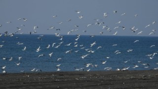 Milleyha Sulak Alanı 302 kuş türüne ev sahipliği yapıyor