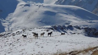 Munzur Dağlarındaki yılkı atları görüntülendi