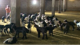 Muşta 550 bin kuzu ve 40 bin oğlağın doğumu bekleniyor