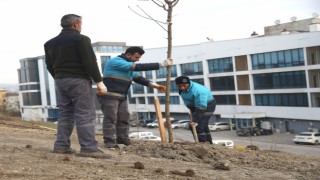 Nilüferde ağaçlandırma çalışmaları başladı