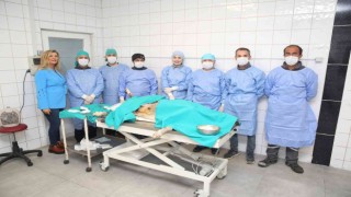 Nilüferde sahipsiz can dostlar kısırlaştırılıyor
