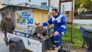 Ölüme terk edilen eşek, Osmaniyede tedavi altına alındı