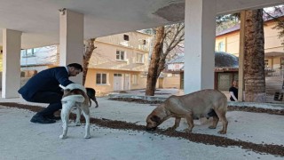 Osmaniye Belediyesi, sokak hayvanlarına umut oluyor