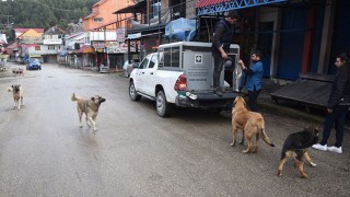 Osmaniye'nin Yaylalık bölgelerdeki canlar için yem bırakıldı