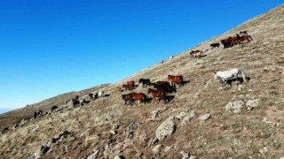 Yılkı atlarının havadan çekilen görüntüsü görenleri mest etti