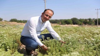 Pamukkale Belediyesi, Denizli kekiği adını tescil ettirerek sektöre büyük destek sağladı