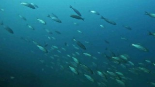 Pendikte dalış yapan dalgıç lüfer sürüsü ile karşılaştı, o anları su altı kamerasıyla kaydetti