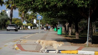 Rektörden, kampüs içinde başıboş köpek isyanı
