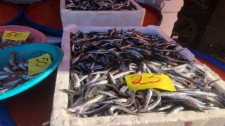 Rizeliler Doğu Karadenizden çıkmayan balığın lezzetini beğenmiyor