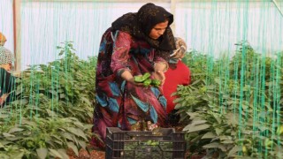 Şanlıurfada kadınlar yeni yıla isot hasadıyla başladı