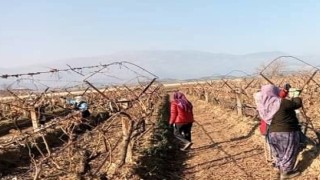 Sarıgölde üzüm bağlarında hummalı çalışma başladı
