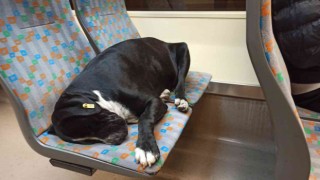 Sıcak tramvayda uyuyan köpek