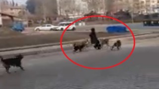 Sinopta başıboş köpekler yoldan geçen genç kıza saldırdı