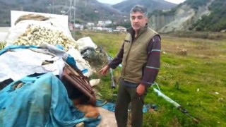 Sinopta limanda demirleyen balıkçılar 6 köpeği ölü buldu