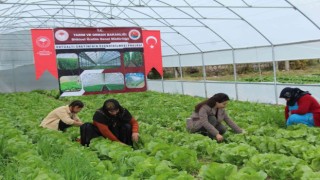 Şırnaklı 14 kadın devlet desteğiyle sera sahibi oldu