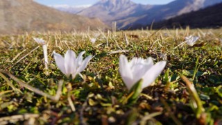 Şırnakta 2 metre karın yağdığı bölgeler kardelenlerle beyaza büründü