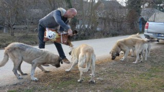 Soğuk havada sokak hayvanlarını besleme çalışmaları