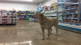 Soğuktan kaçarken markettekilerin ilgi odağı oldu