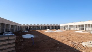 Sokak hayvanları sıcak yuvalarına kavuşuyor