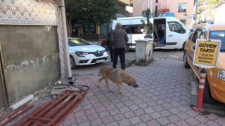 Sokak köpeği ısırdı, kuduz aşısı olmak için 100 kilometre yol gitti