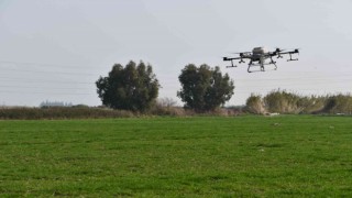 Söke Belediyesinin buğday arazisi dron ile gübrelendi