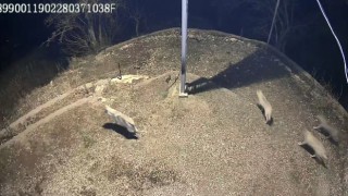 Sürü halinde köye inen kurtlar güvenlik kamerasına yansıdı