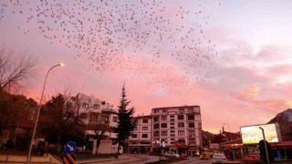 Tablo gibi gökyüzüne sığırcık sürüsünden fırça darbeleri