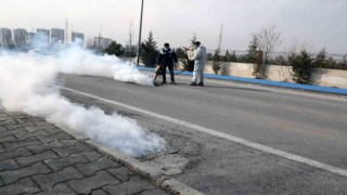 Talasta sinek ve haşerata erken önlem