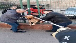 Tel örgülerin arasına sıkışan köpeğe kurtarma operasyonu