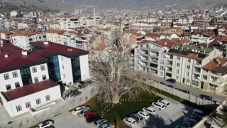 Tokatta 5 asırlık çınar ağacı koruma altına alındı