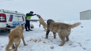 Tuncelide jandarmadan sokak hayvanlarına mama ve su desteği