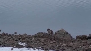 Tuncelide nesli tükenme tehlikesi altında bulunan su samuru görüntülendi