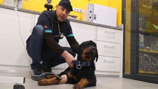 Türkiyede 13 milyon civarında kedi ve köpek, 200ün üzerinde bulaşıcı hastalık var