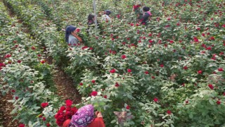 Türkiyenin kış gülü Mersinden: Üreticiler şimdi de ihracata hazırlanıyor