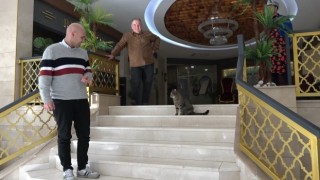 Unutulan kedi otelin maskotu oldu