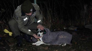 Uşak polisi yağmurlu havada sokak canlılarını unutmadı