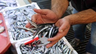 Uzmanından uyarı: Hamsi avcılığı kontrol altına alınmalı