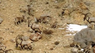 Yaban keçileri DKMP tarafından kayıt altına alınıyor