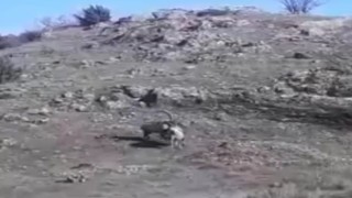 Yaban keçilerinin hakimiyet kavgası