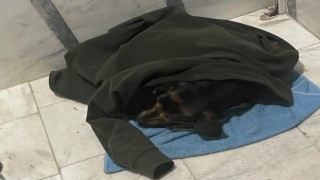 Yağmurda ıslanan köpeği ceketine sardı, apartman içerisine alarak ısıttı