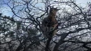 Yanlarına kadar gidip yaban keçilerini izleyip görüntülüyor, hayvanlar ondan kaçmıyor