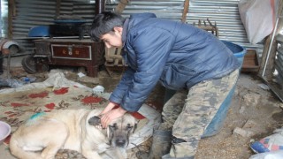 Yaralanan köpek iki aileyi mahkemelik etti