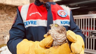 Yaralı atmaca tedavi altına alındı