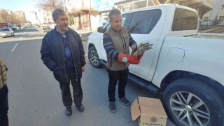 Yaralı baykuş tedavi altına alındı