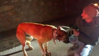 Yaralı buldukları köpeği yolda bırakmadılar