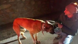 Yaralı buldukları köpeği yolda bırakmadılar